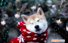 狗狗起湿疹的原因 湿疹可是皮肤病的另一种体现！
