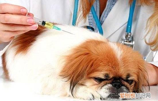 狗狗子宫蓄脓症状 发现不及时可能导致子宫破裂死亡!