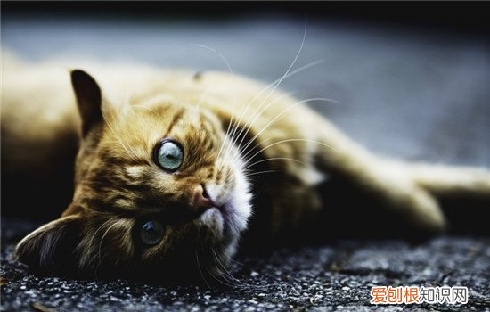 猫占地盘乱尿 猫怎么占地盘,猫撒尿划地盘,猫占地盘的表现