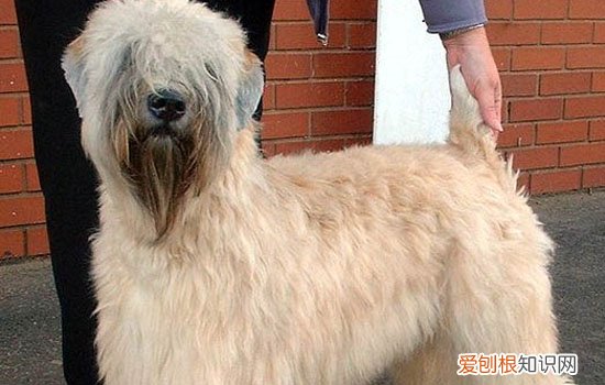 狗狗背上长包是什么原因 长包不消得赶紧去医院啊！