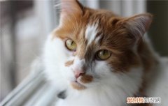 判断猫的胖瘦 怎么判断猫咪肥胖,猫咪肥胖标准,怎么看猫咪是否肥胖