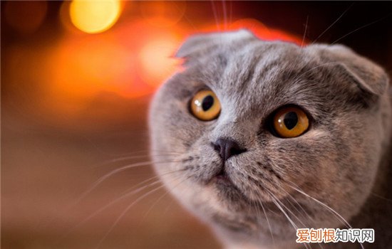 判断猫的胖瘦 怎么判断猫咪肥胖,猫咪肥胖标准,怎么看猫咪是否肥胖