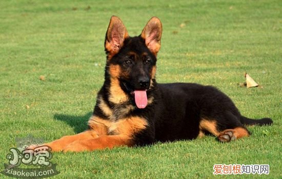 狗狗夏天中暑怎么办 狗狗夏天中暑症状