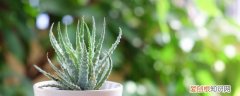 春节家里摆什么盆景好 过年适合在家里摆放着盆栽观赏植物