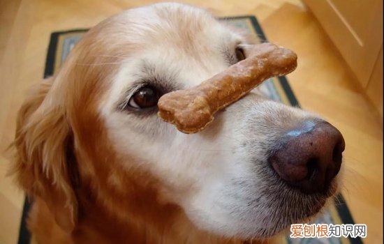 处方狗粮有用吗 对症喂食四种狗粮解决健康问题