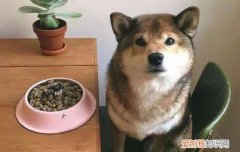 处方狗粮有用吗 对症喂食四种狗粮解决健康问题