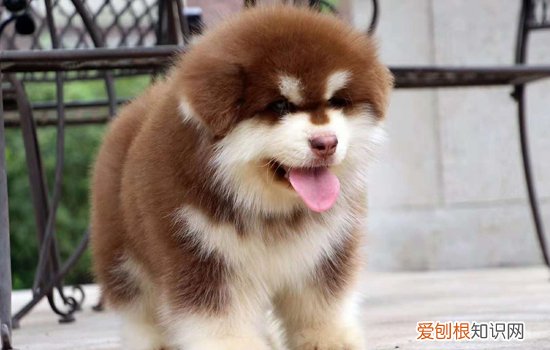 狗狗真菌性皮肤病用什么药 怎么预防狗狗皮肤真菌病？