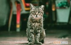 为什么有些流浪猫的耳朵有缺口,为什么有的流浪猫耳朵上会有缺口,为什么有些流浪猫的耳朵有
