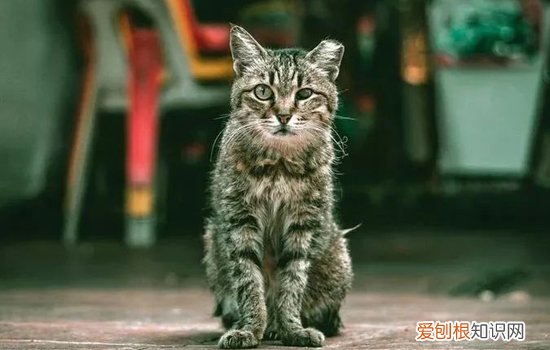 为什么有些流浪猫的耳朵有缺口,为什么有的流浪猫耳朵上会有缺口,为什么有些流浪猫的耳朵有个缺口