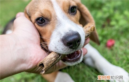 狂犬病的来源是什么 狂犬病的传播方式有哪些