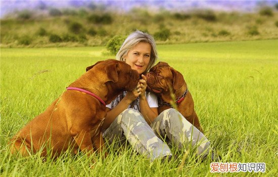 狂犬病的来源是什么 狂犬病的传播方式有哪些
