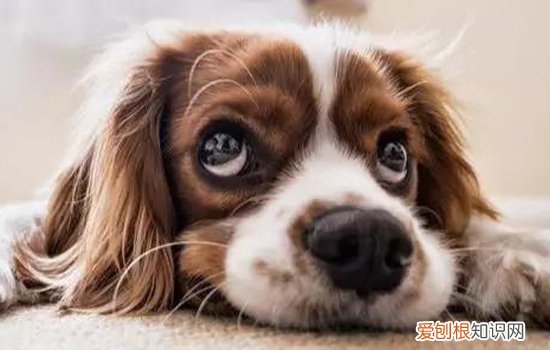 发情期能不能做绝育 不做绝育怎么解决扰民问题