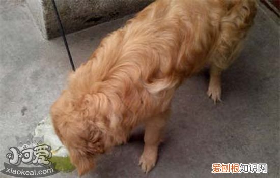 狗狗胰腺炎怎么引起的 为什么说狗狗胰腺炎是富贵病