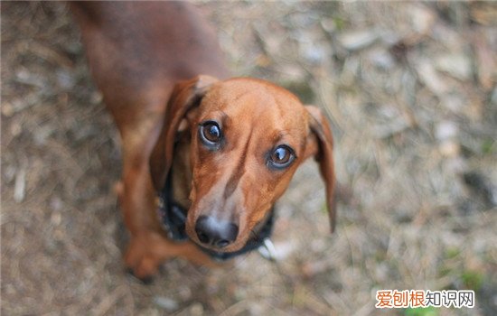 狗藓的症状是什么 狗狗为什么会得狗藓
