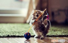 什么是猫的应激 猫应激是什么意思,猫应激反应是什么意思,什么是猫应激反应