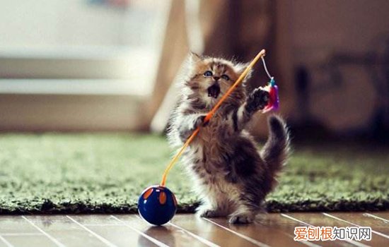 什么是猫的应激 猫应激是什么意思,猫应激反应是什么意思,什么是猫应激反应