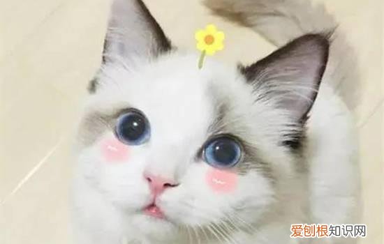小猫换牙齿有什么表现 小猫换牙征兆,小猫换牙有什么症状,小猫换牙期什么症状