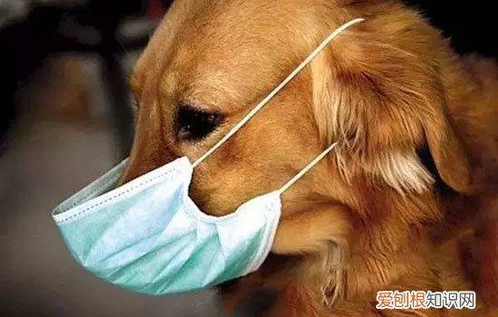 狗狗便血有几种情况 狗狗便血是怎么回事