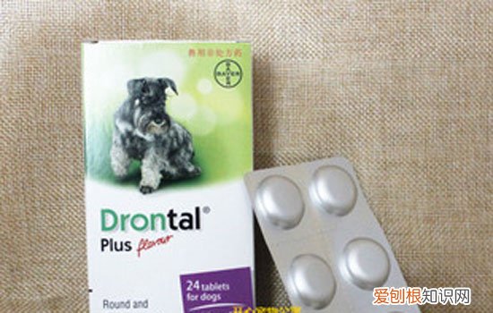 狗狗便血有几种情况 狗狗便血是怎么回事