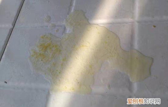 狗狗便血有几种情况 狗狗便血是怎么回事
