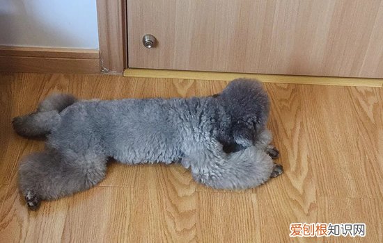 狗狗便血有几种情况 狗狗便血是怎么回事
