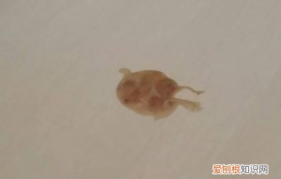 狗狗便血有几种情况 狗狗便血是怎么回事