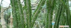 白蜡树繁殖方式 亚蜡木繁殖方法