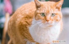 哪种橘猫的脸是圆的 为什么橘猫脸会那么尖