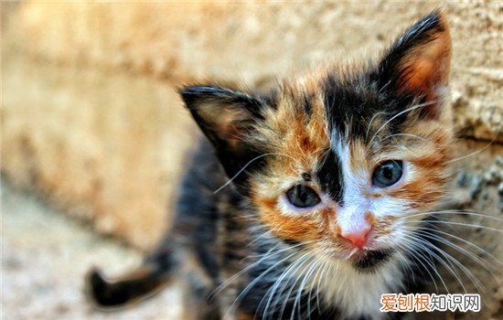 猫可以吃西瓜不? 猫吃西瓜可以吗,猫可以吃西瓜不,猫可以吃西瓜籽吗