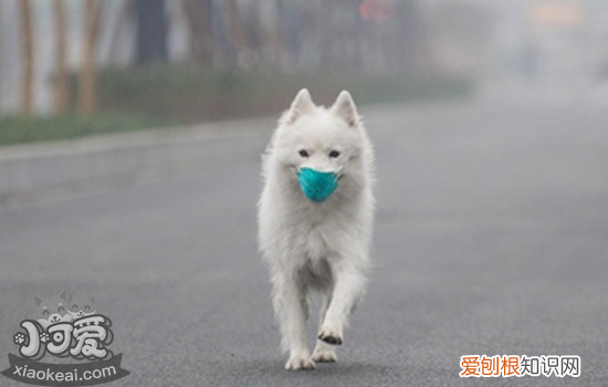 狗狗肺炎怎么办 还认为狗狗肺炎是小问题吗