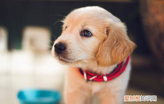 犬自咬症 犬自咬症该如何治疗