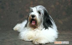 狗狗皮肤瘙痒怎么办 可能是皮肤瘙痒症！