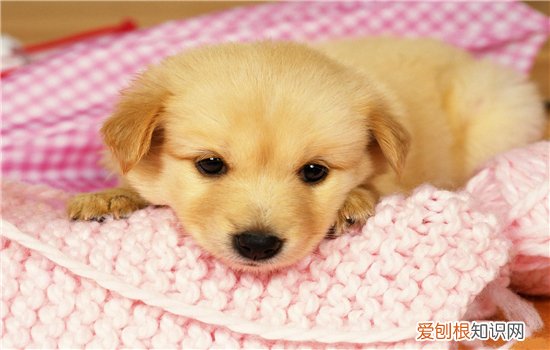 狗狗皮肤瘙痒怎么办 可能是皮肤瘙痒症！