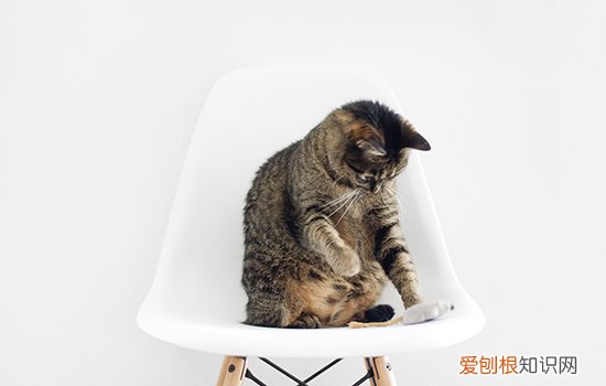 猫咪为什么突然抑郁 猫为什么突然抑郁了,猫为什么会抑郁,猫会得抑郁症吗