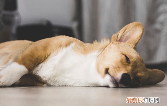 狗狗身上臭味如何消除 首先要弄清楚是哪里臭