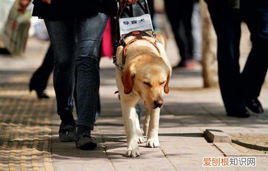 狗狗外伤怎么处理 狗狗舔舐伤口好得快？别傻了