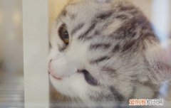 一年的公猫一直叫不吃饭 两个月的土猫不吃食一直叫