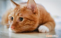 猫打喷嚏啥原因 猫打喷嚏是感冒了吗,猫打喷嚏是怎么回事,猫打喷嚏是什么原因