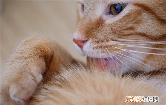猫打喷嚏啥原因 猫打喷嚏是感冒了吗,猫打喷嚏是怎么回事,猫打喷嚏是什么原因