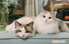 刚接回来的小猫要注意什么,刚接回来的小猫需要注意什么,小猫到新家注意事项