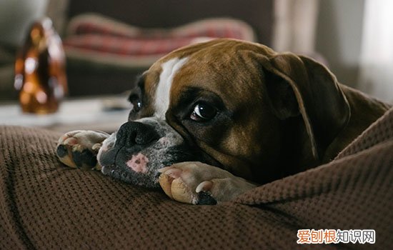 狗狗钩虫病怎么治疗 驱虫同时注意补血