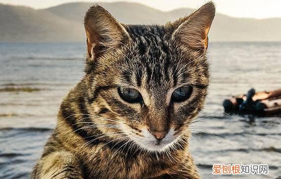猫爪有猫藓怎么办 猫爪子肉垫猫癣症状,猫爪子得猫癣什么样