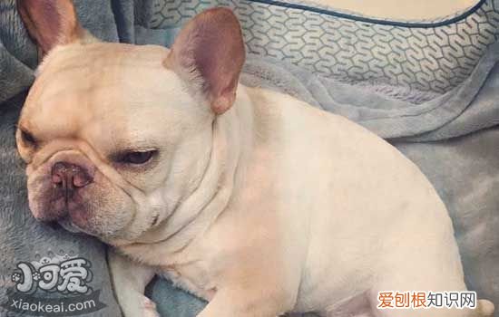 狗一直转圈神经问题 狗狗想咬尾巴一直转圈代表什么