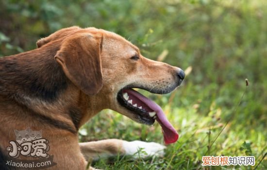 狗一直吐怎么回事 狗狗不停呕吐的原因