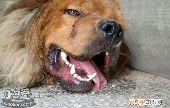 狗一直吐怎么回事 狗狗不停呕吐的原因