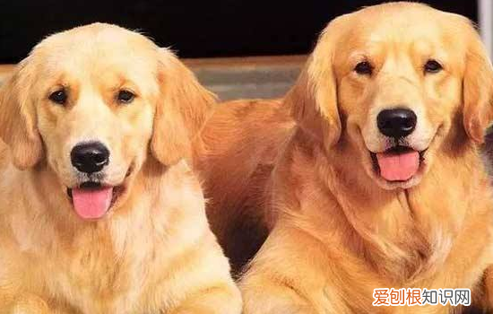 金毛耳螨怎么治 耳螨这个东西确实是很讨厌的！
