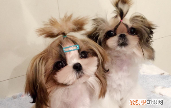 狗抽筋是什么症状 狗狗抽筋的时候要这么处理保证它安全