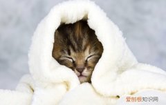小猫咪洗澡完身体一直抖 小猫洗完澡浑身发抖,小猫洗完澡发抖,小猫洗完澡后浑身发抖