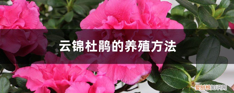 野生云锦杜鹃 云锦杜鹃的养殖方法