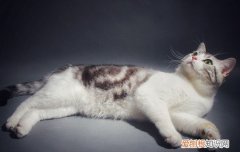 怎么让美短猫发腮 怎么才能让美短发腮,怎么让美短发腮